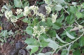 Image result for Microglossa