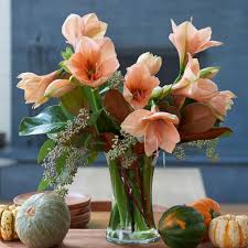 Ginger Spice Amaryllis Bouquet Amaryllis Bouquet Amaryllis Amaryllis Flowers