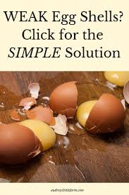 3 Reasons For Feeding Chickens Oyster Shells Chicken Oyster Chickens Chickens Backyard