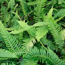 Image result for Blechnum tabulare