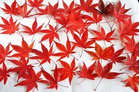 美しい紅葉を 閉じ込めて保存する 私なりですが 料理と趣味の部屋