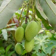 Image result for Mangifera
