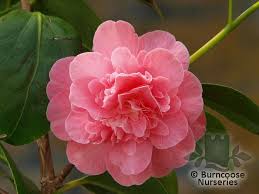 Buy Camellia Strawberry Swirl Plants From Burncoose Nurseries Plants Swirl Flowers