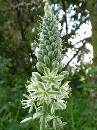 Image result for Albuca virens