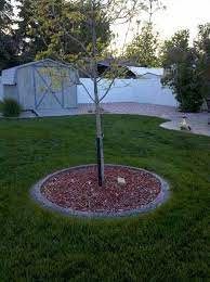Tree Ring Decorative Landscape Borders Installer Of Concrete Landscape Edging For The Den Concrete Landscape Edging Landscaping Around Trees Landscape Edging