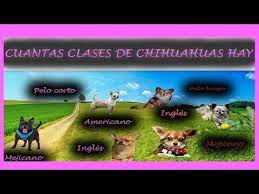 Cuantas Clases De Chihuahuas Hay Youtube Clases De Chihuahuas Tipos De Chihuahuas Chihuahua