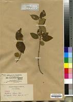 Image result for Marsdenia schimperi