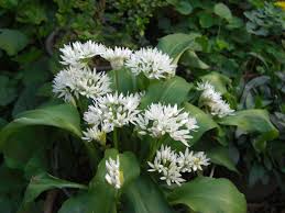 The last few years have seen it increase in popularity to the point where almost no kitchen with an interest in seasonality does not have it on the menu. Aglio Orsino In Fiore Allium Ursinum Nel Giardino Di Rosita