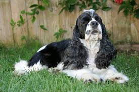 Find the perfect english cocker spaniel puppies from all over the world! Morgan A Black And White Cocker Spaniel