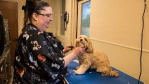 If you continue to use this website without changing your cookie settings or you click accept below then you are consenting to this. Grooming In North Richland Hills Tx Neighborhood Pet Health Center