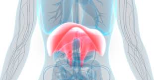 In the upper body muscles you have shoulder (deltoids and traps), back (lats, middle back and lower back), arms (biceps, triceps and forearms), chest (major and minor pectoralis) and abdomen. Yoga Anatomy Torso