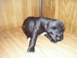Check spelling or type a new query. American Pit Bull Terrier Puppies In Illinois