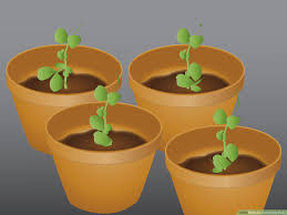 During winter months, sugar snap peas are generally bigger and sweeter while during hot summer months they are smaller and lack flavor. How To Germinate Peas 11 Steps With Pictures Wikihow