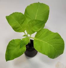 Image result for Nicotiana tabacum