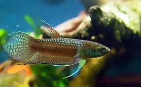 Item Fwbettas1446751351 Special Wild Catch Cracens Pair Ends Thu Nov 5 2015 01 22 31 Pm Cdt Betta Wild Caught Betta Fish