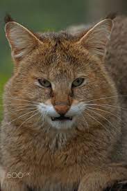 Jungle Cat Snarl Cats Jungle Cat Scary Cat