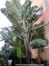 Image result for Strelitzia alba