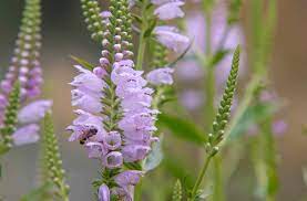 I usually plant cover crops about sept. Obedient Plant False Dragonhead Care Growing Guide