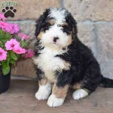 We sit nestled between omaha, des moines, and kansas city. Mini Bernedoodle Puppies For Sale Greenfield Puppies Bernedoodle Puppy Bernedoodle Mini Bernedoodle