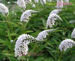 Dreamstime is the world`s largest stock photography community. White And Red Lysimachia Wholesale Filler Flower Explosion