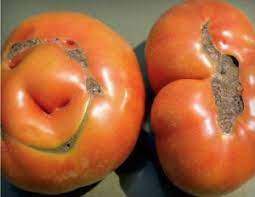 Large tomatoes are more susceptible to catface than small tomatoes. Catface Cracking Seminis