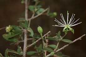 Image result for Maerua parvifolia