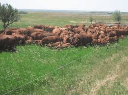To break the surface of the skin by rubbing against something rough: Is Mob Grazing As Effective As We Thought On Pasture