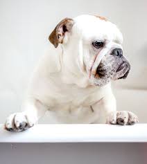 We did not find results for: Wilmas Wagnificent Pet Spa Dog Pet Grooming Biggleswade