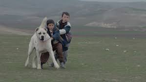 Please note, we do not breed and do not sell kangal puppies; Anatolian Kangal
