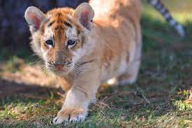 The golden tabby tiger's white coat and gold patches make it stand out from the norm. 7 Golden Tabby Tiger Ideas Golden Tabby Tiger Golden Tabby Tiger
