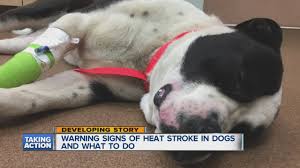 Warning Signs That Dogs Are Suffering Heat Stroke Youtube