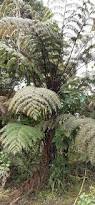 Image result for Cyathea mossambicensis