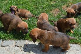 Image result for štýrský brakýř