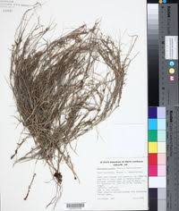 Image result for Digitaria appropinquata