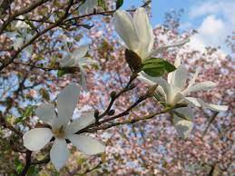 Magnolia Kobus Mustila Japansk Magnolia 6 8m Graddvita Blommori Juni Magnolia Japanese Magnolia Plants