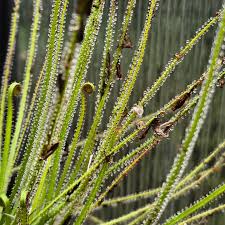 Image result for Crepidorhopalon droseroides