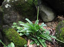 Image result for Drimiopsis