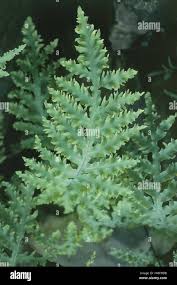 Image result for Davalliaceae