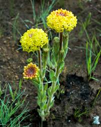 Image result for Gnidia kraussiana