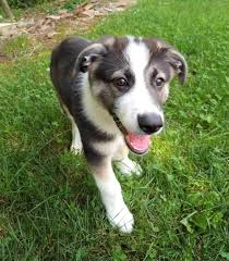 Panda German Shepherd Are Panda Shepherds Purebred