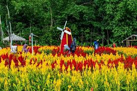 Kebun bunga is a state constituency in penang, malaysia, that has been represented in the penang state legislative assembly since 1986. Warna Warni Taman Bunga Celosia Mekar Sampai Boyolali Halaman All Kompas Com