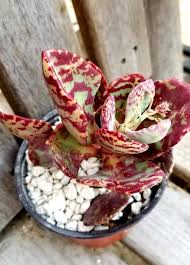 Image result for Kalanchoe humilis