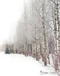 This deciduous tree belongs to the willow family. Pin On Trees