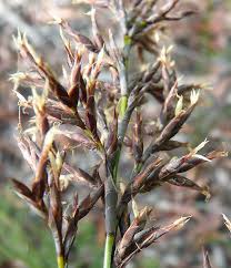 Image result for Sebaea pentandra