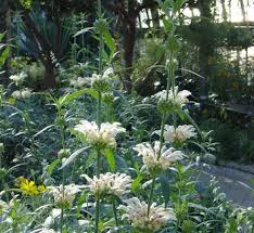 Image result for Leonotis decadonta