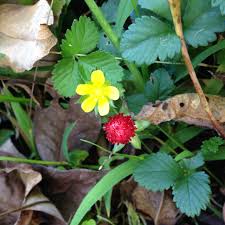 Image result for Duchesnea indica