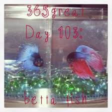 Featuring bright colors and elegant, flowing fins betta fish are the perfect. 365great Day 103 Betta Fish Little Fat Notebook