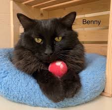 Benny Black Tabby Cat Mix Pet Adoption Kitten Adoption Feral Cats