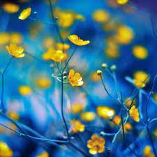 Public domain images grants anyone the right to use this work for any purpose, without any conditions, unless such conditions are. Blue And Yellow Flowers Wallpapers Top Free Blue And Yellow Flowers Backgrounds Wallpaperaccess