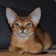 Cats biographies & true stories books. Abyssinian Cat For Sale In The City Of Dnipro Ukraine Price 429 Announcement 4422